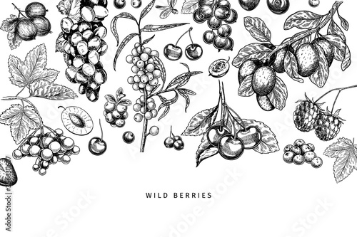 Hand drawn wild berry. Cherry, gooseberry, cranberry, raspberry, black currant, plum, rosehip, guelder rose, sea buckthorn, grape, strawberry. Vector vegan food banner. Package design, restaurant.