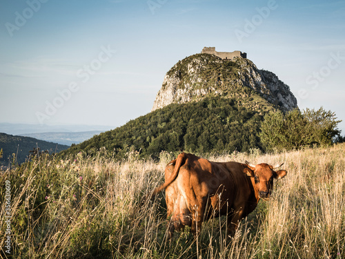 La Vache