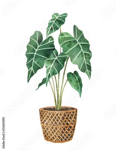 Watercolor vector clipart with a Alocasia in a ceramic pot.