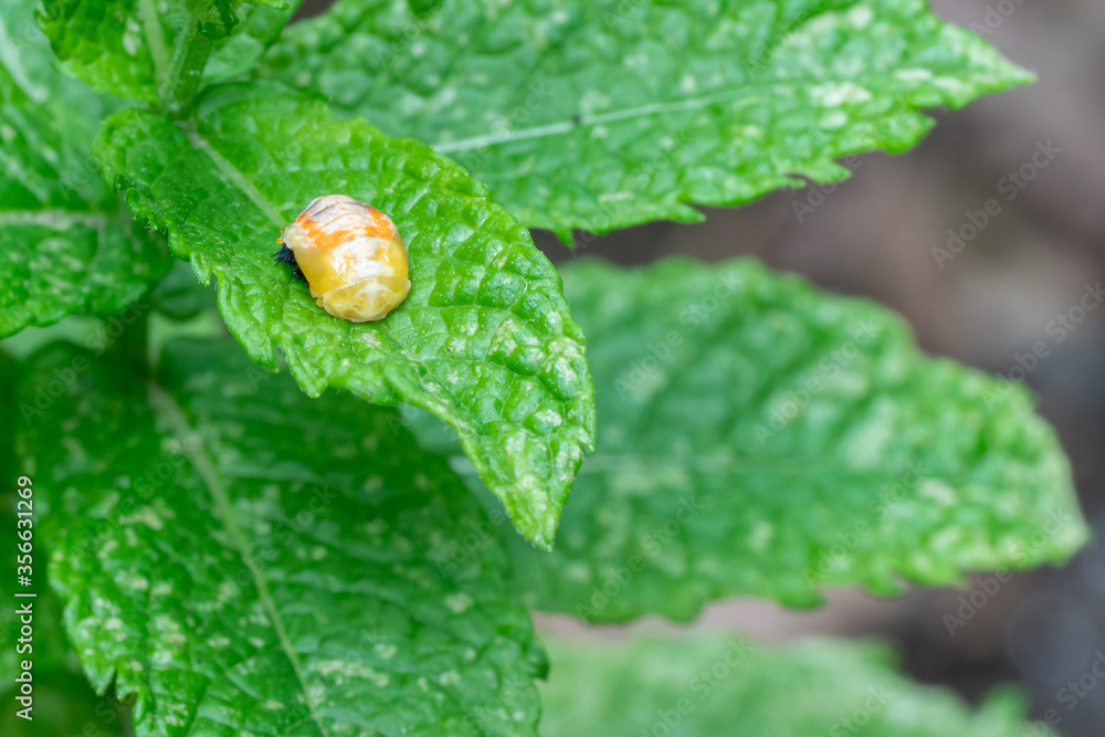 Pupation of a ladybug on a mint leaf. Macro shot of living insect. Series image 3 of 9 Pupation of a ladybug on a mint leaf. Macro shot of living insect. Series image 3 of 9
