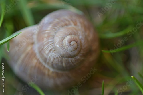 close up of a snail on the green grass in my garden.