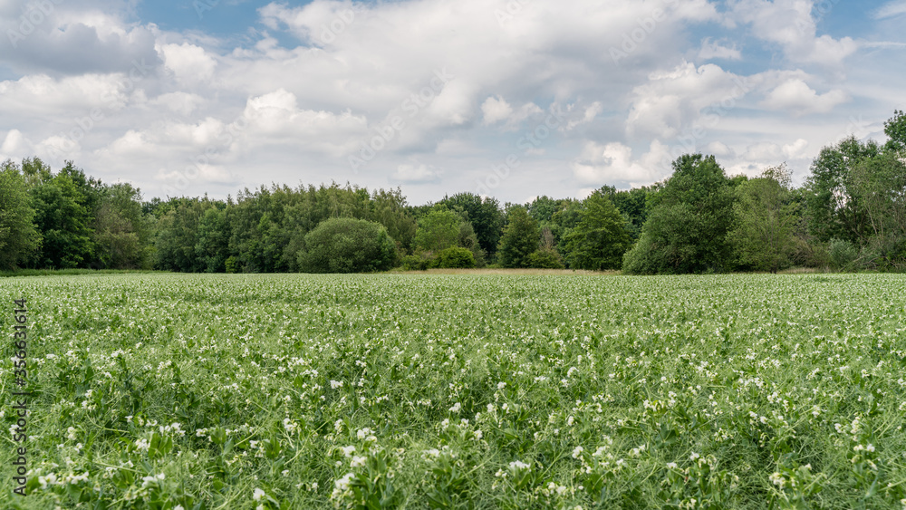 Potato field in bloom on a cloudy day. Trees on the edge of the field. Potato field in bloom on a cloudy day. Trees on the edge of the field.