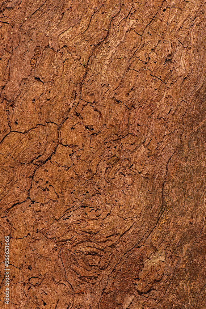 Detailed closeup of a real macro wood texture