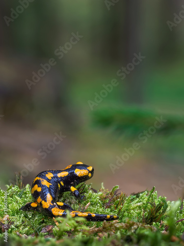 Gorgeous Fire Salamander, Salamandra salamandra.