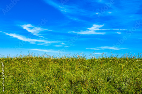 Green grass and blue sky  summer landscape