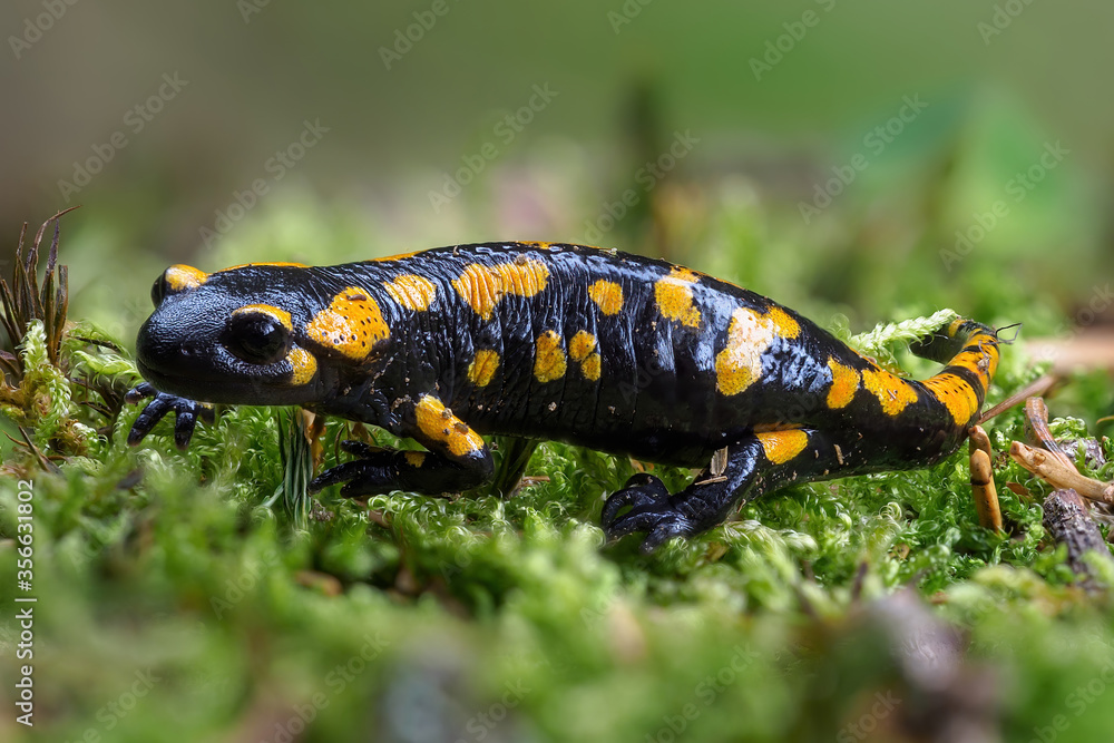 Fototapeta premium Gorgeous Fire Salamander, Salamandra salamandra.