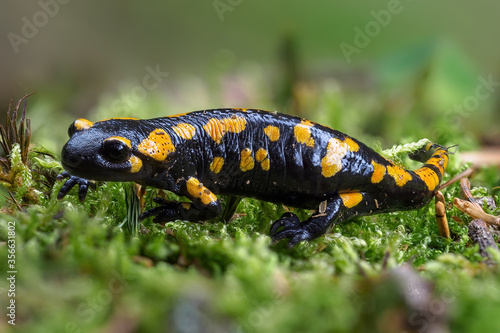 Gorgeous Fire Salamander, Salamandra salamandra.