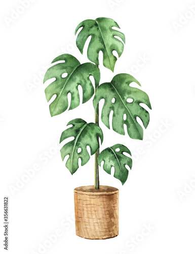 Watercolor vector clipart with a Monstera in a ceramic pot.
