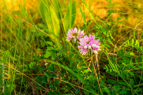 Two pink meadow flowers in green grass  meadow plants close-up