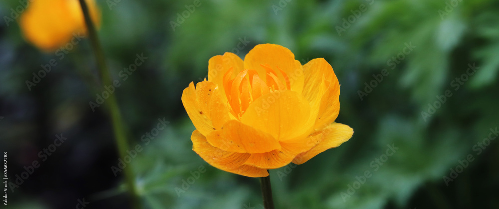 yellow flowers trollius in the garden yellow flowers trollius in the garden