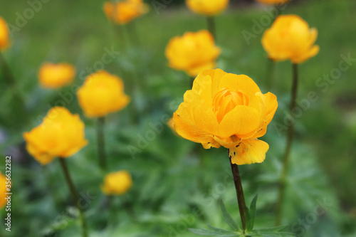 yellow flowers trollius in the garden