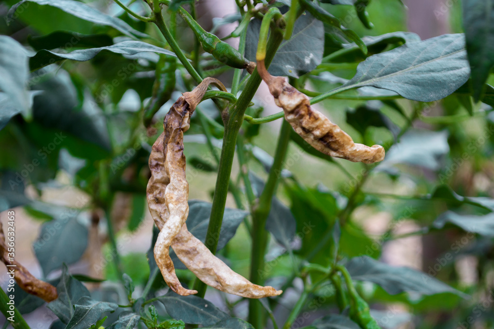 Anthracnose or dried shrimp in pepper.