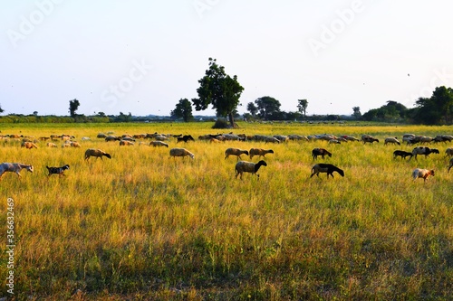 Bagula and Sheep in the farm at Morning, Kutch Gujarat, India