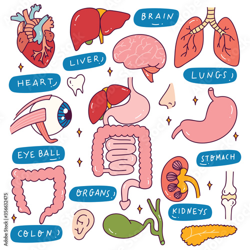 Human Internal Organs in Doodle Style Illustration