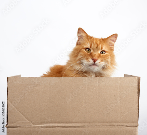 ginger cat sitting in a brown cardboard box on a white background