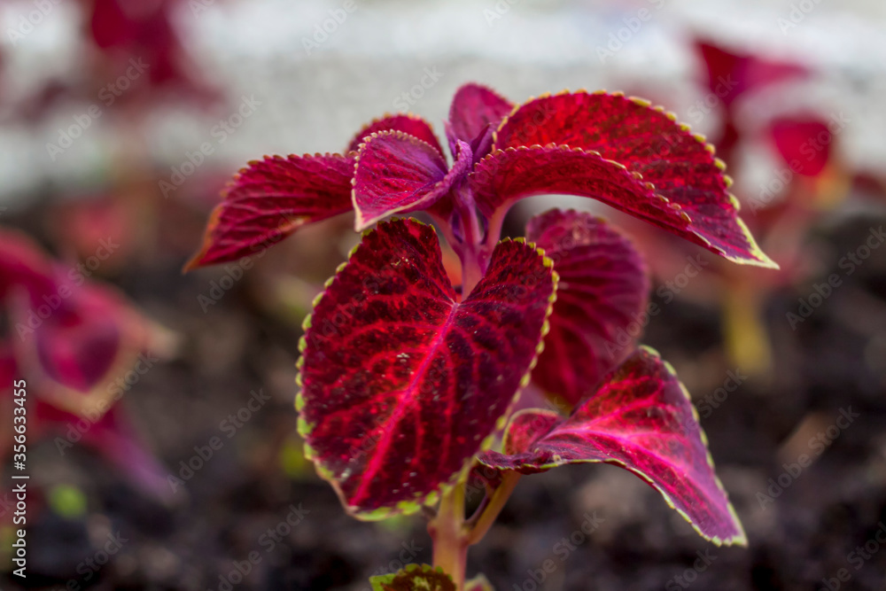 A sprout with bright red leaves just planted in a flower bed. Flowerbed with plants on the street. A sprout with bright red leaves just planted in a flower bed. Flowerbed with plants on the street.