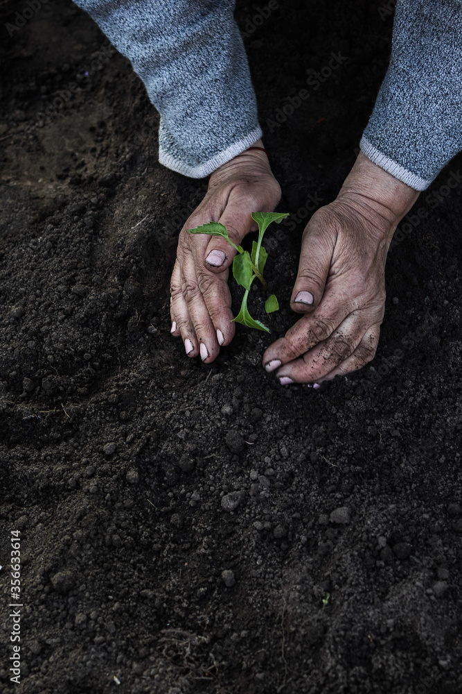 cropped female elderly hands plant a young plant of tomato seedlings in ...
