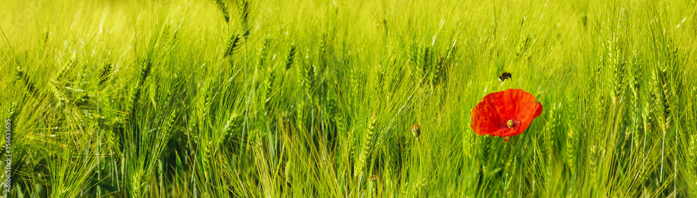 Mohnblume an Getreidefeld mit Hummel im Anflug Mohnblume an Getreidefeld mit Hummel im Anflug