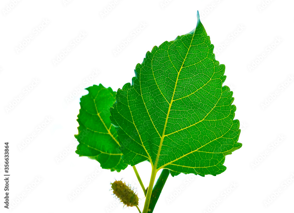 Mulberry leaves and young mulberry With a white background
Mulberry leaves and young mulberry With a white background