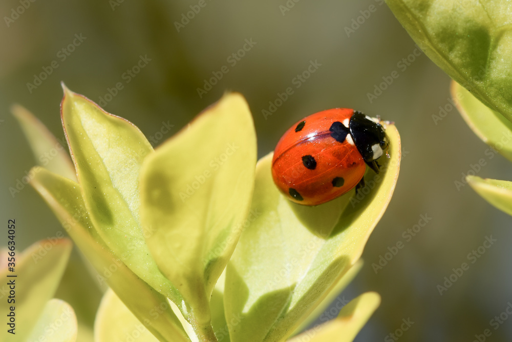 Ladybug on a green leaf, detailed macro photo Ladybug on a green leaf, detailed macro photo