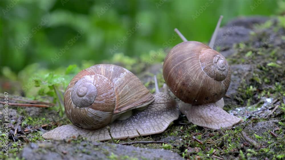 Meeting of two Burgundy snails (Helix pomatia). Meeting of two Burgundy snails (Helix pomatia).