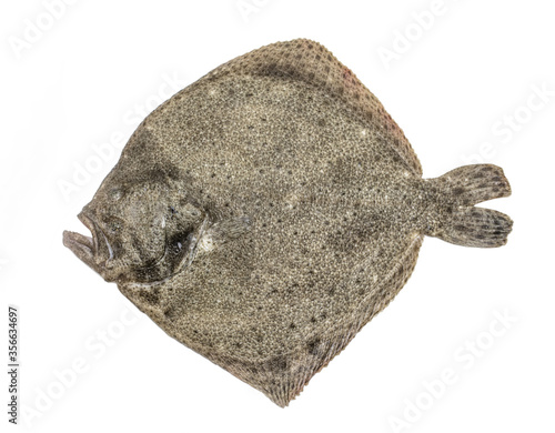Canvas Print a raw turbot fish isolated on white background