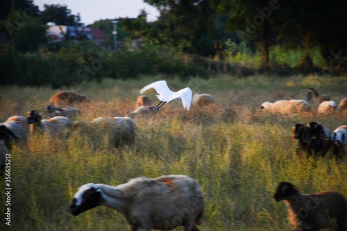 Bagula and Sheep in the farm at Morning, Kutch Gujarat, India photo