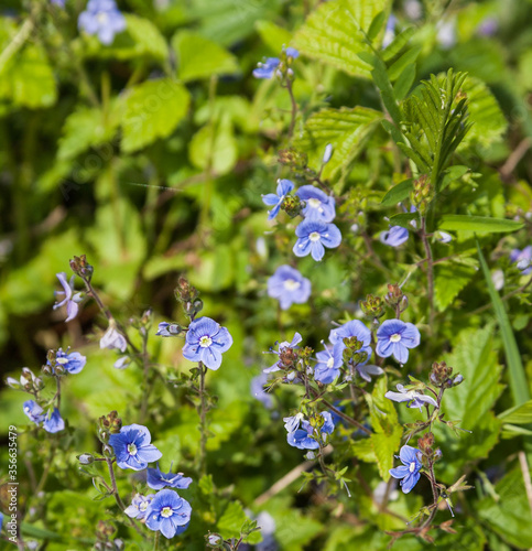 niebieskie kwiatki 