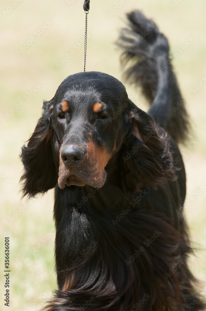 Gordon Setter Gordon Setter