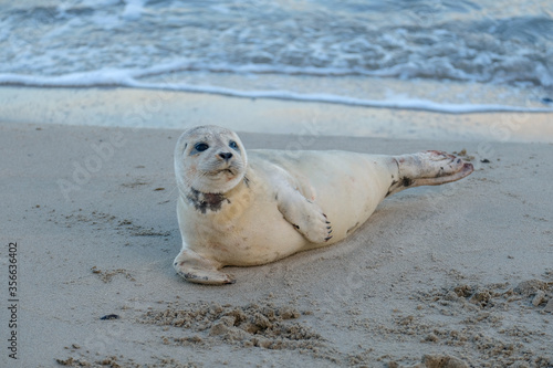 Seal on the beach in Scheveningen