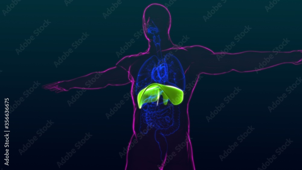 Diaphragm Human Respiratory System Anatomy For Medical Concept 3D