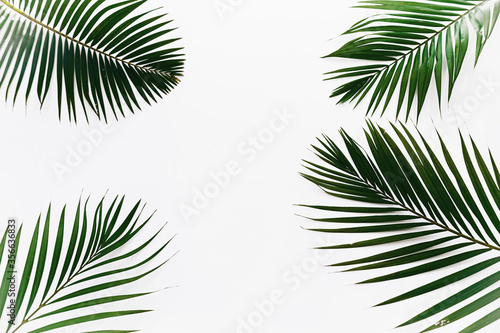 4 palm leaves isolated on white background frame texture summer tropical pattern
