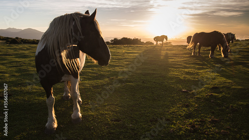 Troupeau de chevaux
