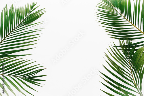 palm leaves isolated on white background frame texture summer tropical pattern green © QuickStartProjects