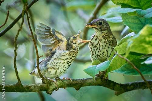 Foto Song Thrush feeding juvenile ( Turdus Philomelos )
