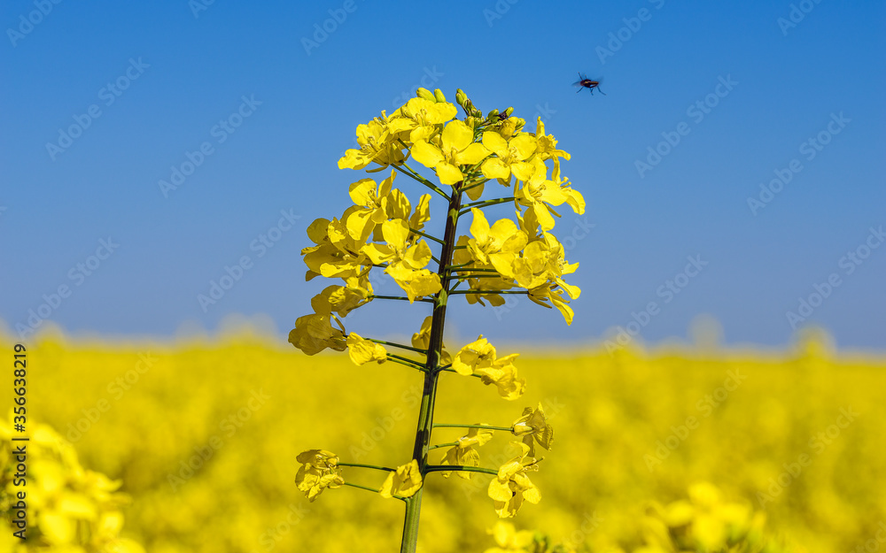 Obraz premium rapeseed flower 