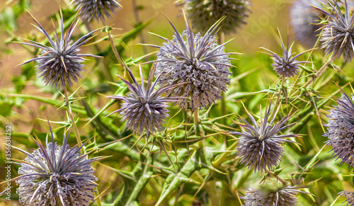 Photo bunch of globe thistles or Echinops on green grass