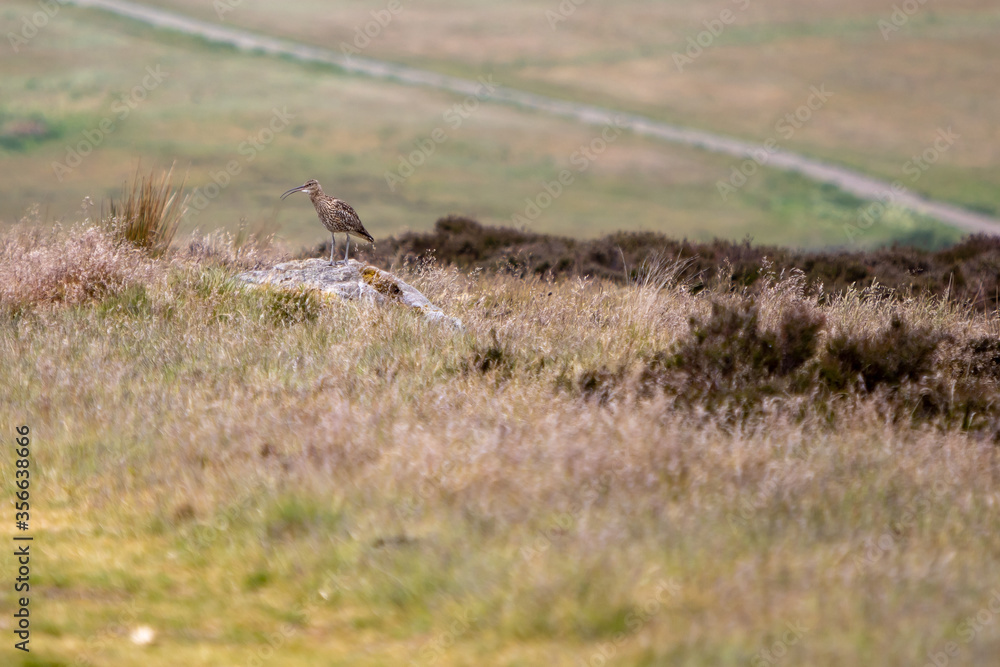 Curlew in the Yorkshire Dales