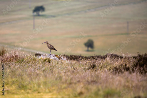 Curlew in the Yorkshire Dales