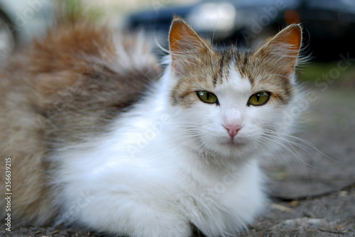 brown and white fluffy cat on a blurred background looking into the lens