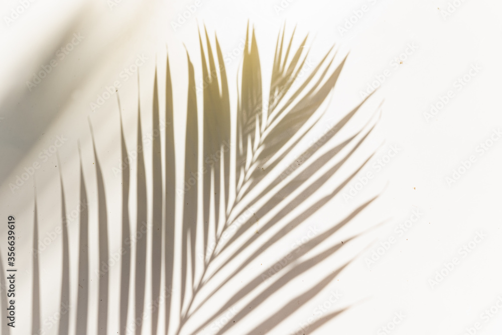Fototapeta premium palm leaf shadow on white background sunny sunlight garden left with another leaf shadow