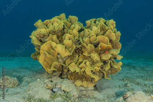 Coral reef and water plants in the Red Sea  Eilat Israel 