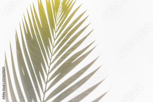 palm leaf shadow on white background sunny sunlight garden green