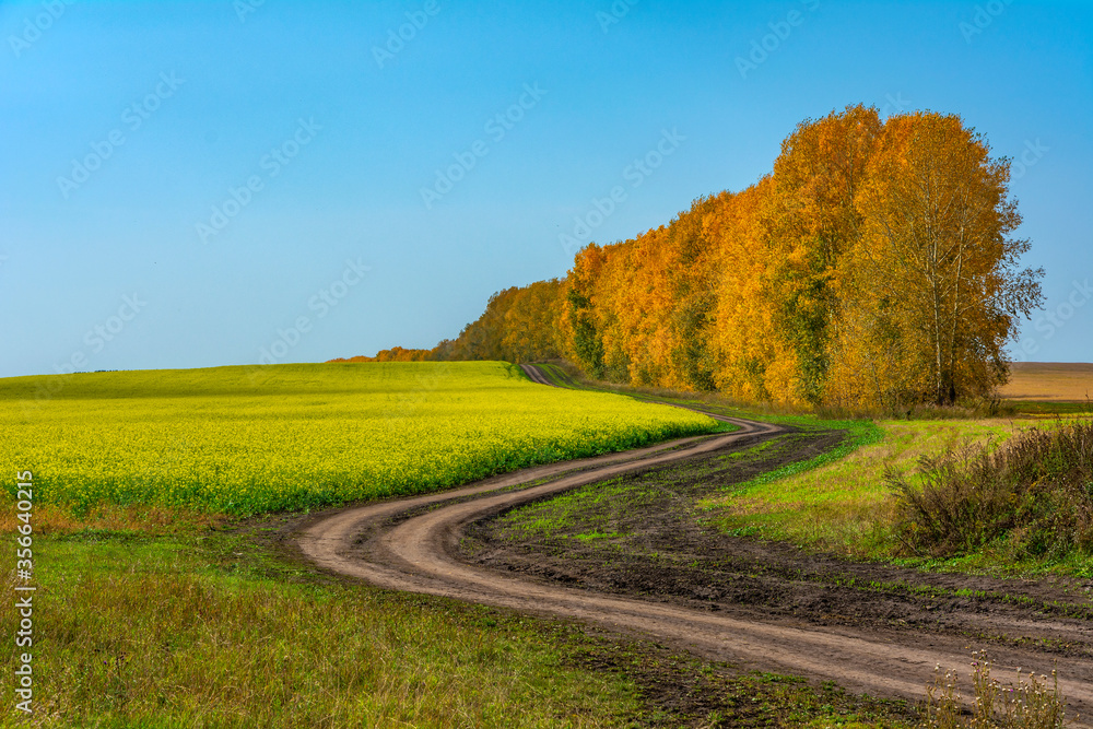  Picturesque country road along field of flowering rapeseed