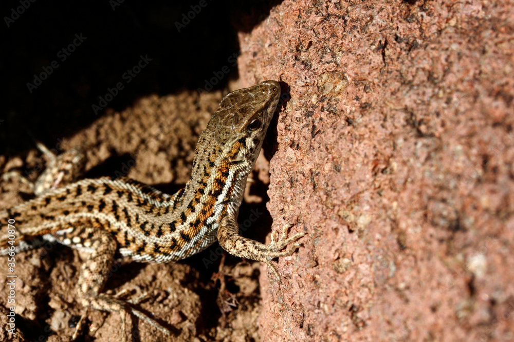cute lizard in nature close-up cute lizard in nature close-up