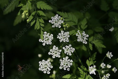 Small white flowers bloom in the forest in spring