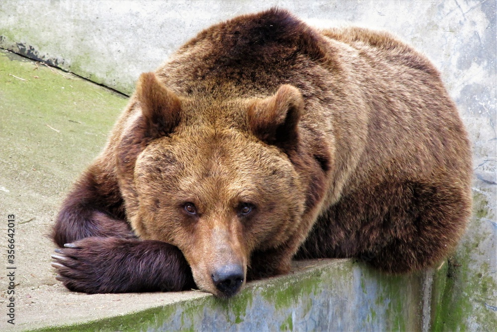Obraz premium Bär liegt mit verschlafenem Blick in seinem Gehege.