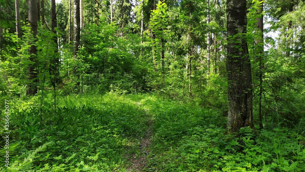 Obraz premium Дорога в лесу!