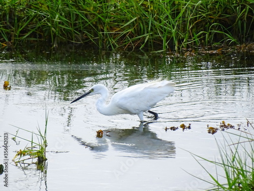 hunting heron for fish