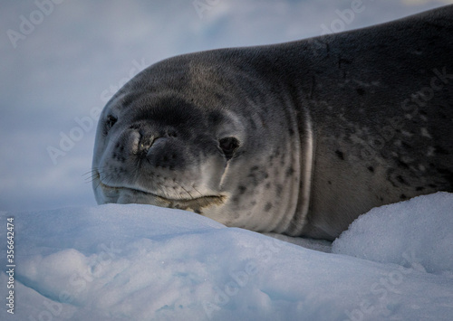 Leopard Seal in Antarctica (Hydrurga leptonyx)